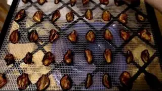 Dehydrating Italian Prune Plums