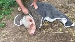 Pot Bellied Pig Nail Trim. How to catch and restrain safely.