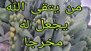 أصبح التين الشوكى الأعلى والأكثر ترويجي فى صحراء مصر 01007305821