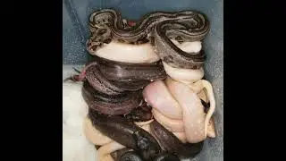 xxi_century_warrior_reptiles Eclipse litter #boaconstrictor #boamorph