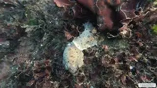 Leopard Dorids (nudibranchs) | Vancouver Island | Underwater 4K | Snorkelling | 31 12 2025