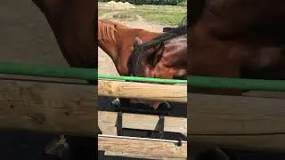 Horses