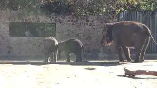 Fort Worth Zoo baby elephants
