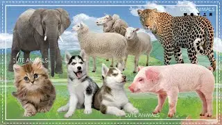 Lovely Animal Sounds: Elephant, Sheep, Leopard, Cat, Husky, Pig, Dog | Animal Moments