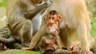 So adorable baby monkey Brady