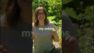 How to Cure Onions