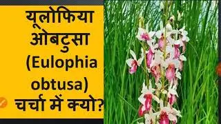 Eulophia obtusa #ground archids क्या है?