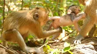 JANNA Monkey Try Pull And Kidnap But Baby JAZZY Call JANE Monkey To Help, JANA Lost Plan And Temper
