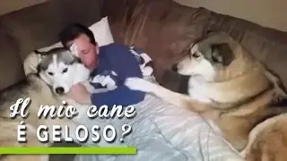 TUTORIAL BAU BOYS   Il mio cane è geloso?