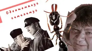 Что за муравьи Одонтомахус симилимус. Капканчики.