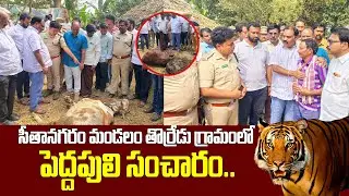 A big tiger roams in Thorredu village of Sitanagaram mandal.. #battulabalaramakrishna #janasena