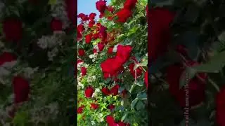 Rose flowers video#naturephotography #love #nature #India#world#Indonesia#flowers #terracegardenindi