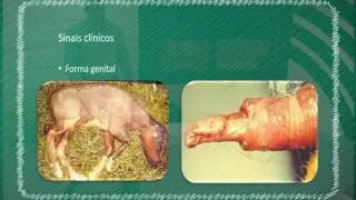 SALA DE AULA - Sanidade Animal / Tayrone Prado (Aula 06)