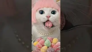 😸 Cat and Baby Shark ASMR FOOD challenge😸eating sounds🎧 |  #shorts #asmr #cat #tralalerito