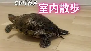 ミドリガメの室内散歩…ぐいちゃんは猫の爪とぎが欲しいようです