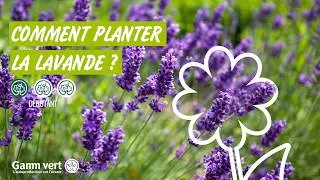 [TUTO] Comment planter la lavande ? - Jardinerie Gamm vert