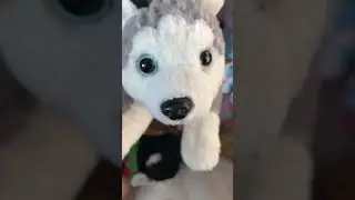 Finding all of my f a o schwarz  dog stuff  animals  #fun #dogs