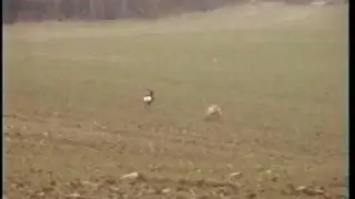 deerhound v Roe deer