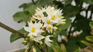 Turkey Berry Flowers (ดอกมะเขือพวง)