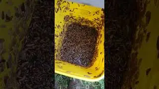 Growing black soldier fly larva for the chickens #diy #chicken #homestead