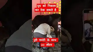 Yadav Dairy Farm.. Juberganj Buffalo Market. #ayodhya #vlog #buffalo #cow #juberganj