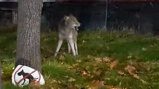 Coyote Wolf or Coywolf Hybrid