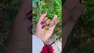 Это маленький блестящий жук-драгоценность, часть 2. #красивыенасекомые #природа #любыеуникальныеж...
