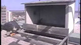 2011 Topeka Falcon Cam-March 2, 2011 @ 1145 hrs EST.