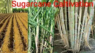 How To Grow Sugar Cane | Sugarcane Growing And Harvesting | How To Grow Sugarcane in Pakistan