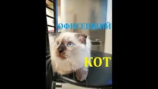 #ЗАБАВНАЯ_ЭЛЬЗА  ОФИГЕВШИЙ КОТ  Приколы про кошек Милая кошечка оказалась  котом Смешные котята