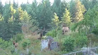 Roosevelt bull elk encounter