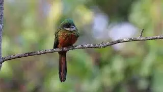 Ariramba-de-cauda-ruiva - Rufous-tailed Jacamar - Galbula ruficauda - cantando - singing