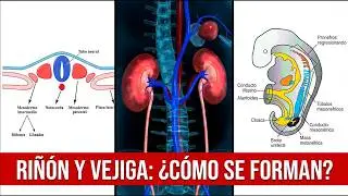Desarrollo de los Ri&ntilde;ones y Ur&eacute;teres, de la Nefrona y de la Vejiga y la Uretra