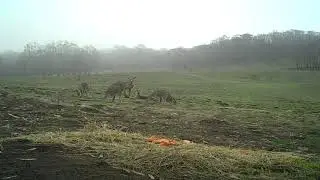 Trailcam Footage of Eastern Grey Kangaroos: Bushfire Recovery (16 Feb 2020)