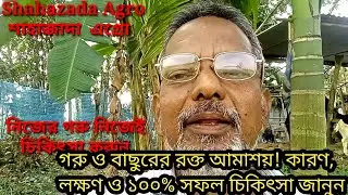 গরু ও বাছুরের রক্ত আমাশয়! কারণ, লক্ষণ ও ১০০% সফল চিকিৎসা জানুন | কম খরচে গরুর রক্ত আমাশয় দূর করুন