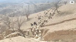 Part 19 - The sheep travel a long way to reach the village🐏🐏🐏☀️☀️☀️