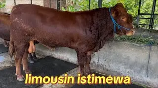 grosir sapi super mas yohandi kediri 