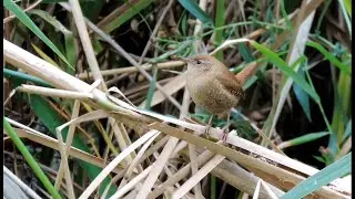 Winter Wrens