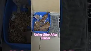 Litter Training 29 Days Old Kitten 😀 #Cat #cute #pets #kitty