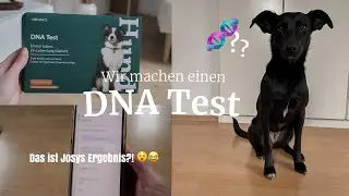 Wir machen einen DNA TEST mit Tierschutzhund Josy - Welche Rassen stecken in ihr? 🧬