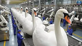 The Secret of White Silk: From Swan Egg to Luxury Jacket | AI Technology Exposed