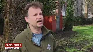 TREE FELLING