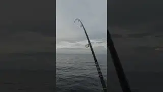 GT pulling drag#fish #fishing #curacao