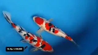 GOSANKE MOTIF CANTIK #ikan #koi #ikankoiberkualitas 