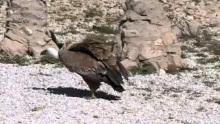 Teleferico,Benalmadena & Birds of Prey Show