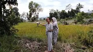 Suasana di desa Garut pemandangan indah lihat yang lagi penen