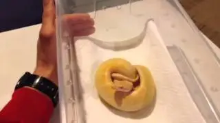 Keeping your first ball python