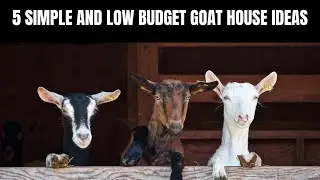 5 SIMPLE AND EASY GOAT HOUSING || Backyard goat farming