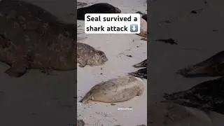 The seal that lived  #seal