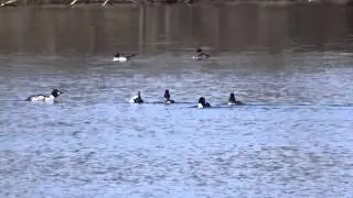 Goldeneye displaying, Hoveringham